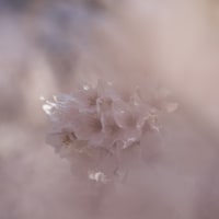 海津大崎の桜 １８