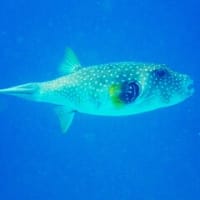 いよいよ乾季か！水温が冷たい(>_<)