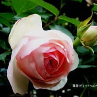 私の四季「薔薇が咲き出しました」