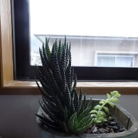 雪景色