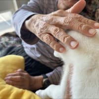 犬と小学生とお年寄り