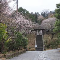 花を撮る