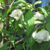 県立図書館裏の夏ツバキ