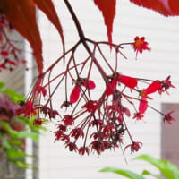 植物を楽しんで、お散歩