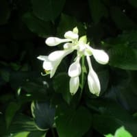令和7年のギボウシ販売について⑤　今咲いているギボウシの花