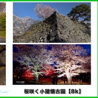桜咲く小諸懐古園【8K】長野県小諸市