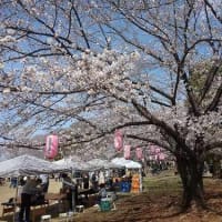 さくら祭り