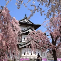 弘前城の桜　2024