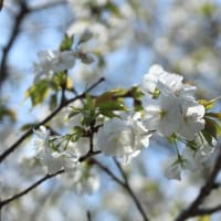 桜満開！