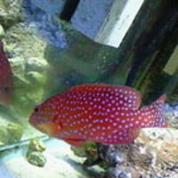 採集したスズキ稚魚の餌 海人タカとマリンアクアリウム 採集したスズキ稚魚の餌 海人タカとマリンアクアリウム