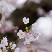 常神半島　神子の山桜