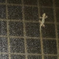 本の整理