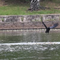 カイツブリの巣を襲うカラス