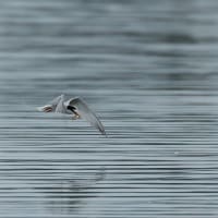 100日ぶりに鳥を撮りました・・・・コアジサシ