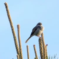05/07探鳥記録写真-2：はまゆう公園の鳥たち（ウグイス、ホオジロ、ムクドリ、カワラヒワ、）