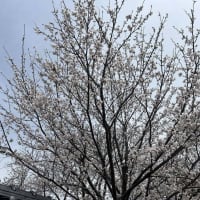花散らし