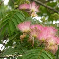 「相模原麻溝公園」では「ネムノキ」が羽状複葉と花穂を！！