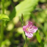 梅雨入りの翌日、青空の下のあづま総合運動公園にて（2025.6.15）#2 せせらぎ・桜の広場、しゃくなげの丘