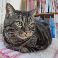 春の猫たち
