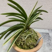 建国白覆輪