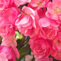 スマイル～薔薇