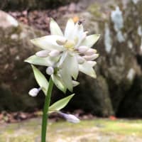 渓流に咲く花
