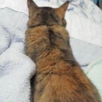 年とると