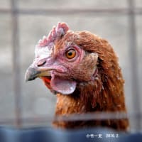 「市場性はないが末端は求めている」全く異なる豚肉、牛肉研究会で同じ言葉を聞いた