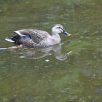 光が丘公園　イチョウ並木　　　18