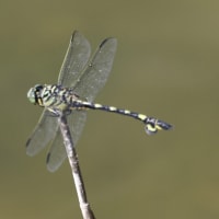 シジュウカラとコマツナギの花