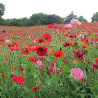 メモ帳1491ページ　国営昭和記念公園の花の丘