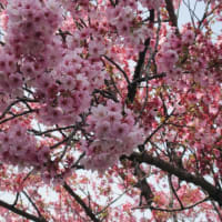 桜は満開　花冷え　花曇り