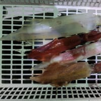 7月17日の釣果