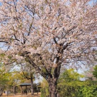 桜「2024」