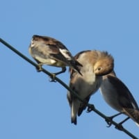 コムクドリと鳩