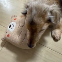 ホーク19才のお誕生日