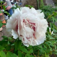 昔ながらの草花が恋しい