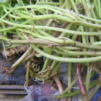さつまいもの植付