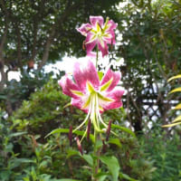 梅雨が明けた庭の様子