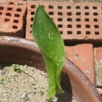 午前体操、午後お菓子受け取り他