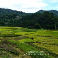 晩夏の棚田