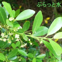 水戸で6月に見た白い木の花(2)