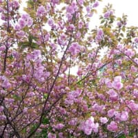 わんぱく広場公園の八重桜
