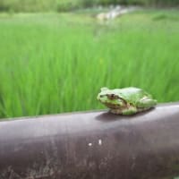 バス旅…神楽女湖の花菖蒲