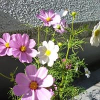 気持ちいい朝ですね～