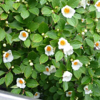 夏椿の花