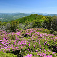 くじゅうのミヤマキリシマを手軽（足軽）に楽しめる山歩き