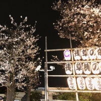 ★浅草夜桜2024★