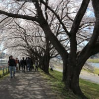 シダレザクラ 宮城県柴田郡柴田町 7 船岡城址公園駐車場 花を探して ぶらり 一人旅