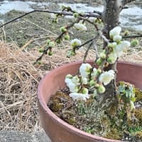 咲き始めました